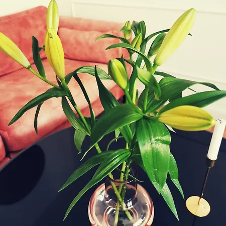 Apartman Boutique Lola Fazana