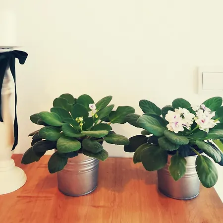 Apartment Boutique Lola Fazana